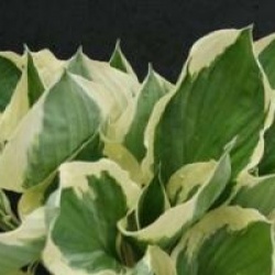Hosta 'Wide Brim'