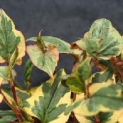 Houttuynia cordata 'Chameleon' - Houttuynia Chameleon