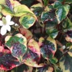 Houttuynia cordata 'Chameleon'