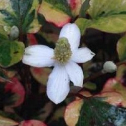 Houttuynia cordata 'Chameleon'