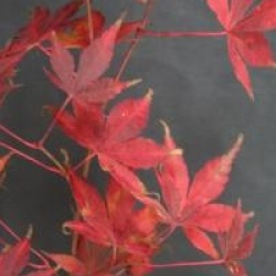 Acer palmatum 'Katsura'