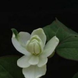 Houttuynia cordata 'Flore Pleno'