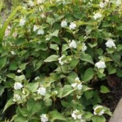 Houttuynia cordata 'Flore Pleno'