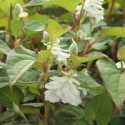 Houttuynia cordata 'Flore Pleno'