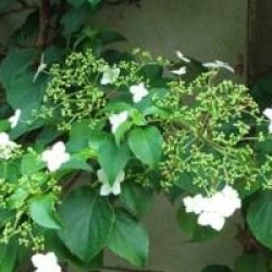 Hydrangea anomala subsp. petiolaris - Hortensia grimpant