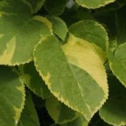 Hydrangea anomala subsp. petiolaris 'Mirranda'