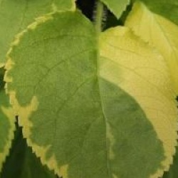 Hydrangea anomala subsp. petiolaris 'Mirranda'