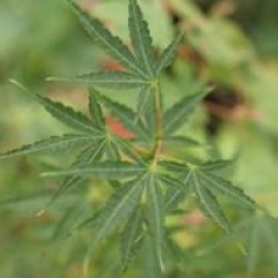 Acer palmatum 'Okushimo'