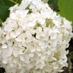 Hydrangea arborescens 'Annabelle'