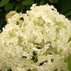 Hydrangea arborescens 'Annabelle'