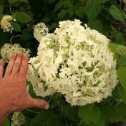 Hydrangea arborescens 'Annabelle'