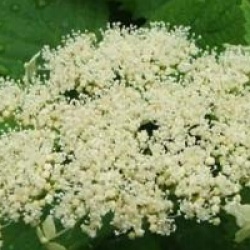 Hortensia arborescent Grandiflora