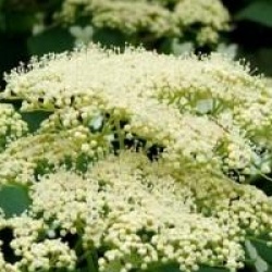 Hydrangea arborescens subsp. radiata  - Hortensia arborescent radiata