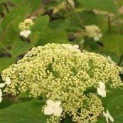 Hortensia arborescent White Dome
