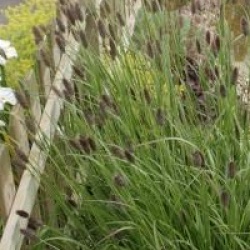 Pennisetum alopecuroides 'Red Bunny Tail'