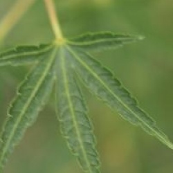 Acer palmatum 'Okushimo'