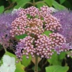 Hydrangea aspera 'Kawakamii' - Hortensia Kawakami
