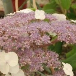 Hydrangea aspera 'Macrophylla' - Hydrangea aspera Macrophylla
