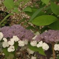 Hydrangea aspera 'Macrophylla'