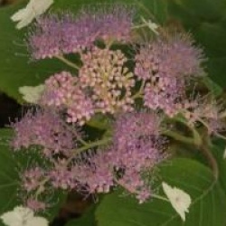 Hydrangea aspera 'Mauvette'