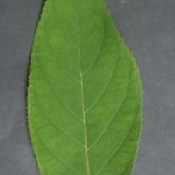 Hydrangea aspera 'Rocklon'