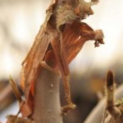 Hydrangea aspera 'Rocklon'