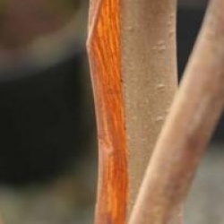 Hydrangea aspera 'Rocklon'