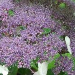 Hydrangea aspera sub. sargentiana