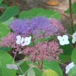Hydrangea aspera 'Taiwan Pink'