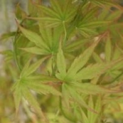 Acer palmatum 'Okushimo'