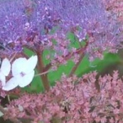 Hydrangea aspera 'Taiwan Pink'