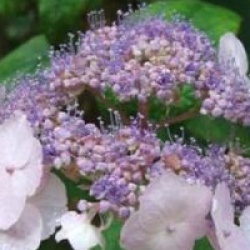 Hydrangea aspera 'Villosa'