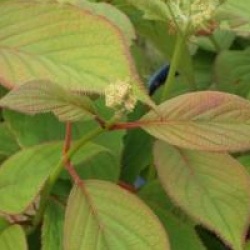 Hydrangea heteromalla 'Nepal Beauty'