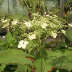 Hydrangea heteromalla 'Nepal Beauty'