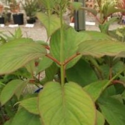 Hydrangea heteromalla 'Nepal Beauty'
