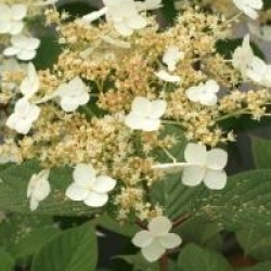 Hortensia heteromalla