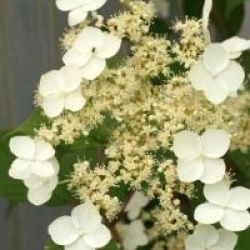 Hydrangea heteromalla 