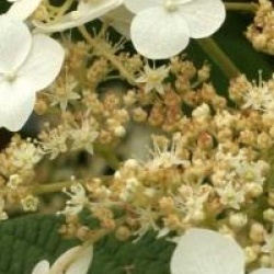 Hydrangea heteromalla 