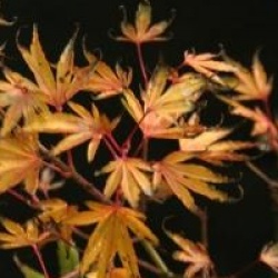 Acer palmatum 'Okushimo'