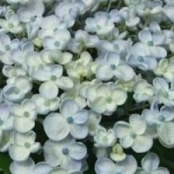 Hydrangea macrophylla 'Ayesha' - Hortensia � fleurs de lilas