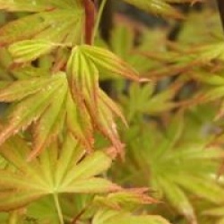 Acer palmatum 'Orange Dream'