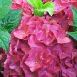 Hydrangea macrophylla 'King George'