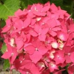 Hydrangea macrophylla 'King George'