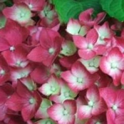 Hydrangea macrophylla 'Ami Pasquier'
