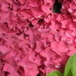 Hydrangea macrophylla 'Hobergine'