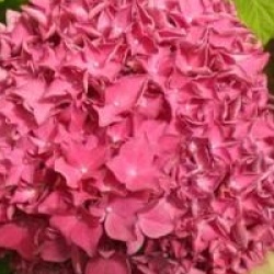 Hydrangea macrophylla 'Hobergine'