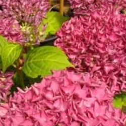 Hydrangea macrophylla 'Hobergine'
