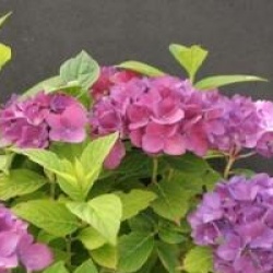 Hydrangea macrophylla 'Hobergine'