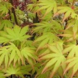 �rable du Japon Orange Dream