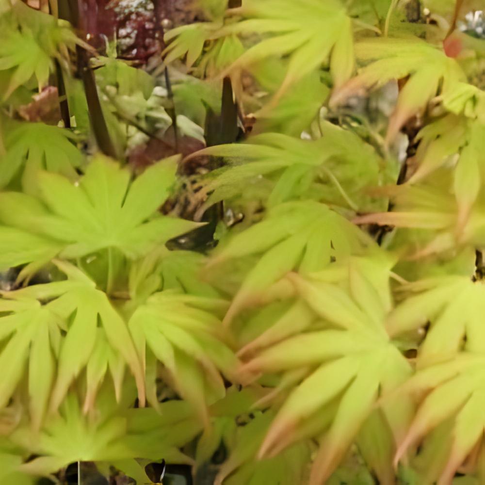 Acer palmatum 'Orange Dream' - �rable du Japon Orange Dream